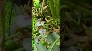 We grew cardamom pods in our garden! 