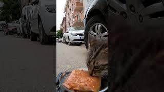 Food Delivery for Cats