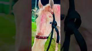 Zuljanah Imam Hussain as | 9 Muharram | Zuljanah Noha | #shorts #zuljanah #zuljana