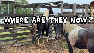 What Happened To Neighbors Feral Horses? EMOTIONAL