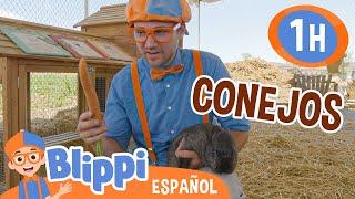 Blippi visita los conejos en la granja| Blippi Español | Videos educativos para niños