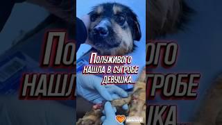 Полуживого нашла в сугробе девушка... | Жерар #помощь #спасение #животные #приют #омскиехвостики