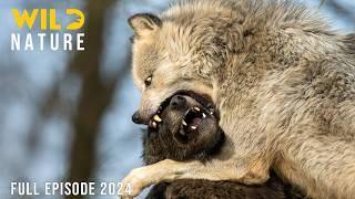 The Baltic | Survival in a Pristine Ecosystem | Animal documentary