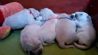 Puppies Golden Retriever from litter "D" kennel ANIMALS TRIUMPH - 2 weeks