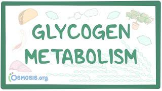 Glycogen metabolism