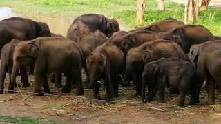 Orphaned Baby Elephants Feeding at the Elephant Transit Home in Udawalawe, Sri Lanka