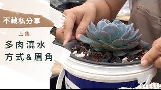 上集【多肉植物澆水】方式＆眉角，以後少走冤枉路【多肉魅花園Dulomei Garden】 Succulent,  how to water.