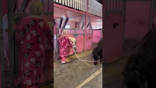 Ella and her ponies every morning #shortsvideo #horse #pony #equestrian