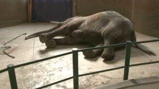 Suzi dies in Lahore zoo