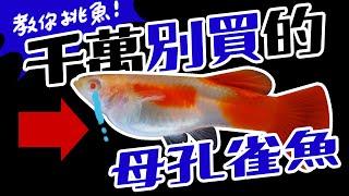 突破繁殖的秘密！比賽挑選母魚的技巧全部公開 The guppy super capable of giving birth have these characteristics!