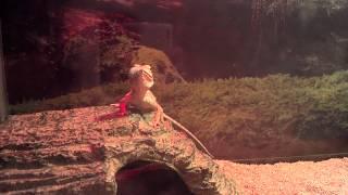 Baby bearded dragon eats blue slug