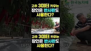 [한국농수산TV] 고추 3미터 키우는 장인은 반사판도 사용한다? #켈팍 #케이플러스 #멀티코트 #멀티피드