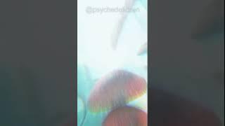 One Minute Trip through a Psychedelic Forest #oneminutetrip #trippyvideos