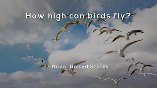 How high can birds fly?