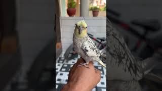 Cockatiel Male Singing  Cockatiel Male Calling