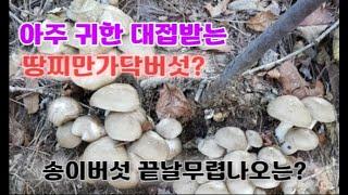 송이버섯 퍼드래기 산행에서 만난 땅찌만가닥버섯?