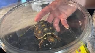 Brand New Red Footed legged leg tortoise baby Turtle with reptile light