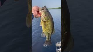 Good Minnesota large mouth bass ##outdoors#nicebass#fishing