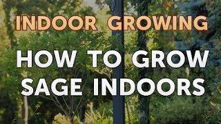 How to Grow Sage Indoors