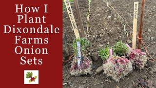 How I Plant Dixondale Farms Onion Sets