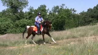 Competitive Trail Endurance Pinto Arabian Mare Horse for sale - Cheyenne Fancy CTA