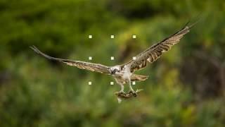 How I took this photo: Birds in flight