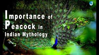 The Importance of a Peacock in The Indian Culture ! @Jothishi  ! Lord Subramanya Connection