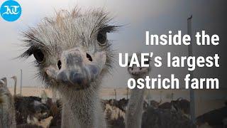 Inside the UAE’s largest ostrich farm