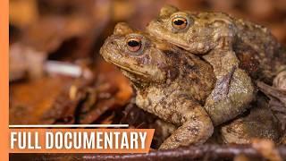 Teutoburg Forest - A Journey Through Germany's Enchanted Wilderness | Full Documentary