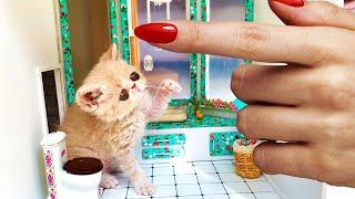 The Smallest ever RESCUED kitten gets a New House!