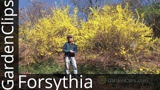 Forsythia - How to grow Forsythia - How not to prune Forsythia #forsythia