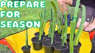 Preparing My Dragon Fruit Garden For OPTIMAL Growth This Season | TEMU