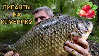 Как поймать ОГРОМНЫХ карасей на КЛУБНИКУ!!?? #флэтфидер #рыбалка #рыбалканафидер #карась #макуха