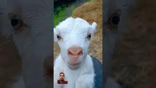 Baby Goat performance #babygoats #goat #funny #goatgoat #cute #animals #goatsworld #sheep #little