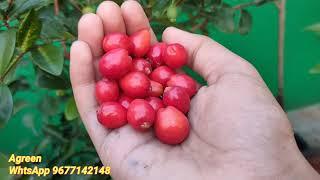 Australian Sweet cherry . An Eye catching fruit plant for your garden. Own it Today.