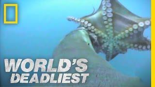 Sea Lion vs. Octopus | World's Deadliest