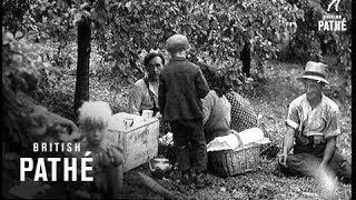 Plum Harvest In Evesham (1937)