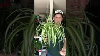 Spider Plant Care Guide