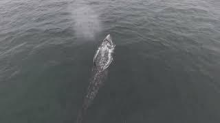 Oregon Whale Sign