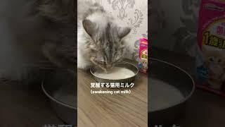 覚醒する猫用ミルク Amazonで購入した(Awakening Cat Milk Purchased at Amazon)#猫 #子猫 #shorts