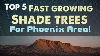 Top 5 - Fast Growing Shade Trees for the Phoenix Area