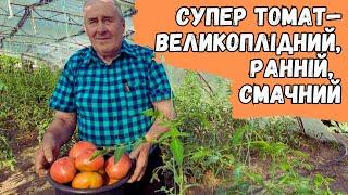 Супер томат—Великоплідний, ранній, смачний!