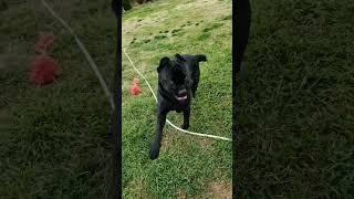 Cane Corso Drunk Happy #django #shorts Dog Puppy