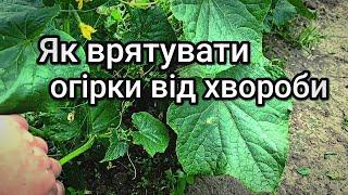 Обробка огірків від хвороби та нестатку елементів живлення