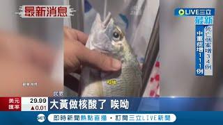 核酸檢測無極限...中國奇觀防疫層出不窮 廈門當局下令連"魚蝦"也要檢測 河南更為蒜苗做篩檢 專家諷:浪費醫療資源｜記者 陳采蔚｜【國際大現場】20220818｜三立新聞台