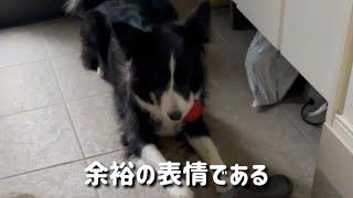 1歳児に対して一枚上手な行動をするボーダーコリーが賢いw