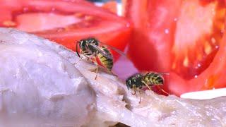 Wasps / Yellow Jackets devouring a chicken drumstick - UHD 4K