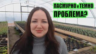 Как правильно выращивать саженцы ежевики и малины, если на улице пасмурно и темно
