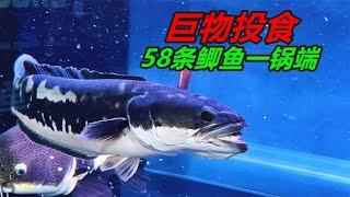 58條小鯽魚一頓吃完，飼養中大型觀賞魚，真的比較耗費食物