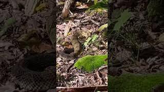 Close call with a Timber Rattler in the Taconic Mountains of New York! ￼